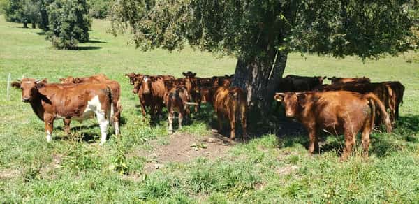 Lote 50 Novillo Engorda en Futrono, XIV Región Los Ríos