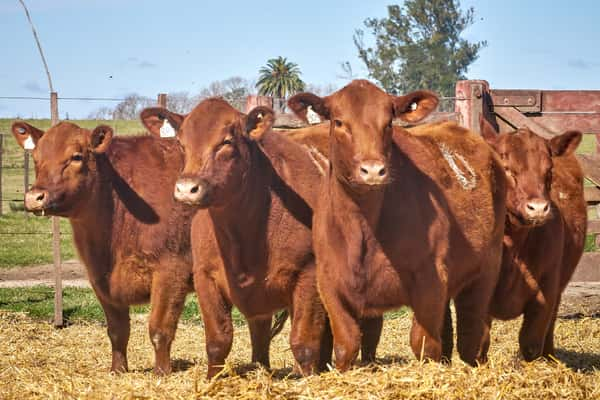 Lote "TRES MOLINOS" Vaquillas Controladas con Servicio