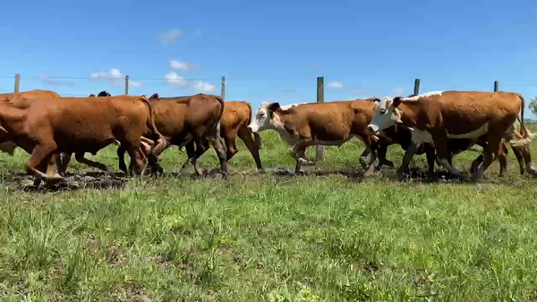 Lote 70 Terneros