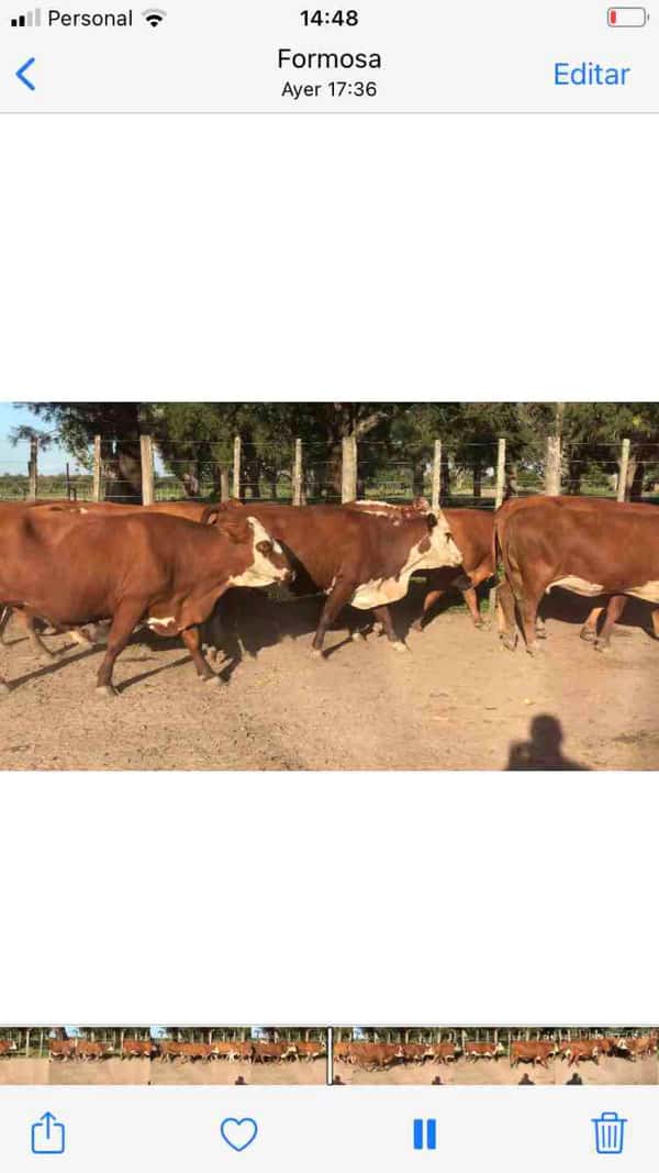 Lote 55 Vacas nuevas C/ gtia de preñez en Gral. San Martín, Chaco