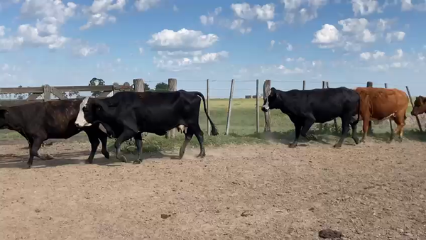 Lote 32 Vacas CUT preñadas en San Miguel, Corrientes