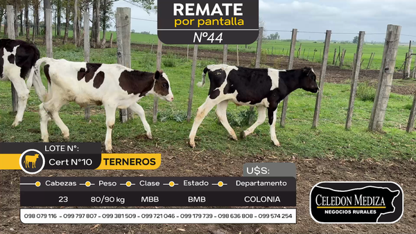 Lote 23 Terneros en Otra Localidad, Colonia