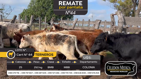 Lote 25 Terneros en Colonia