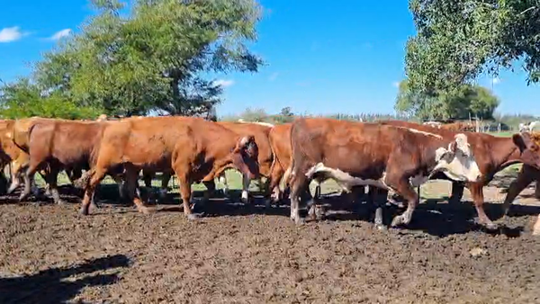 Lote 53 Novillos