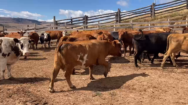 Lote 70 Vaca Gorda en Coyhaique, XI Región Aysén