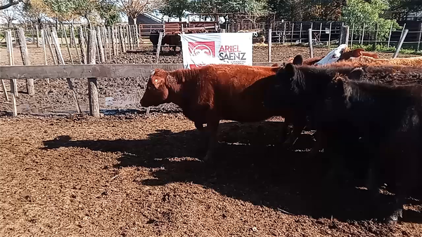 Lote 30 TERNERAS