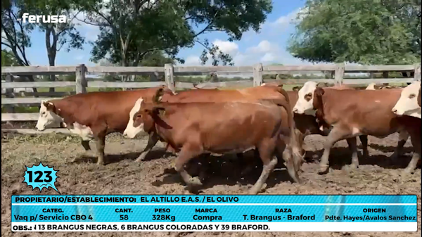 Lote LOTE 123