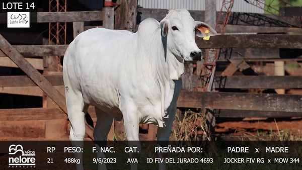 Lote LOTE 14