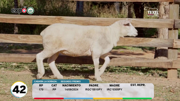 Lote LOTE 42