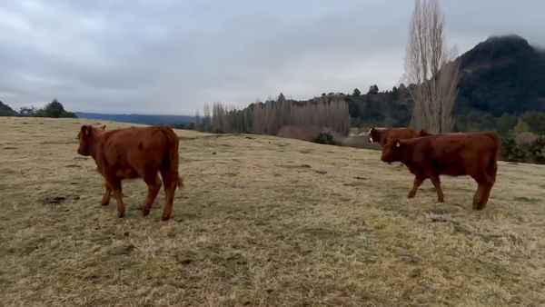 Lote 20 Ternera en Coyhaique, XI Región Aysén