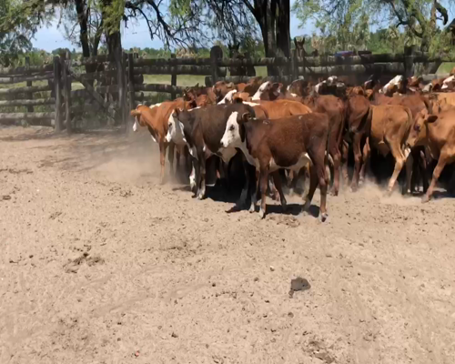 Lote 70 Terneros en Riacho He-He, Formosa