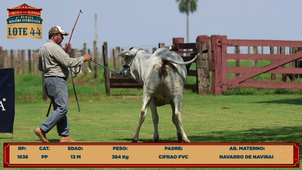 Lote LOTE 44