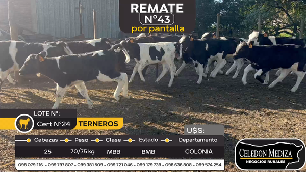 Lote 25 Terneros en Colonia