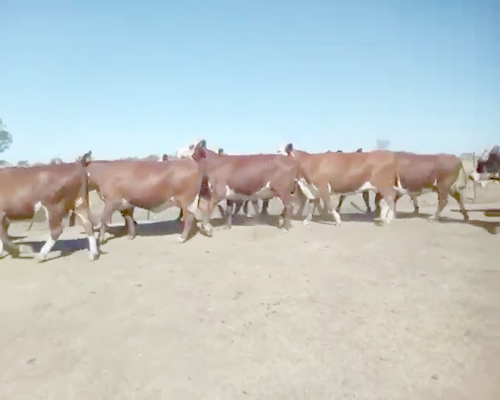Lote 47 Vacas nuevas Preñadas en Curuzú-Cuatiá, Corrientes