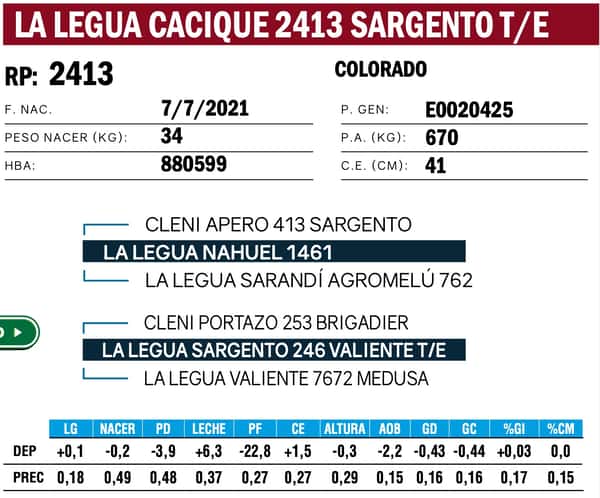 Imagen 6 del Lote Lote TOROS ANGUS PP