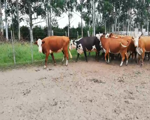 Lote 29 Vacas Paridas en Concordia, Entre Ríos