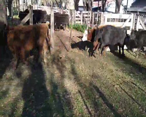 Lote 41 Terneras de 140Kg en Gral. Lamadrid, Buenos Aires