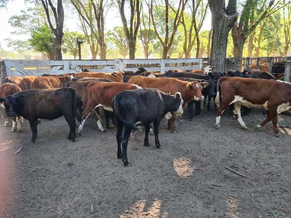Lote 28 Terneras en Gral. Lamadrid, Buenos Aires