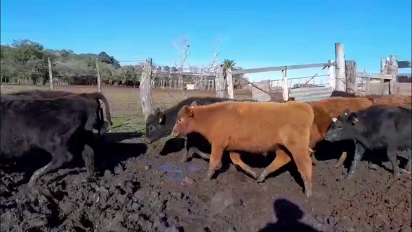 Lote TERNEROS
