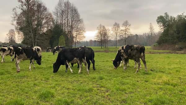 Lote 100 Novillo Engorda en Panguipulli, XIV Región Los Ríos