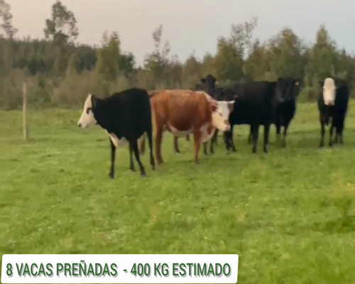 Lote 8 VACAS PC PREÑADAS  en Minas, Lavalleja