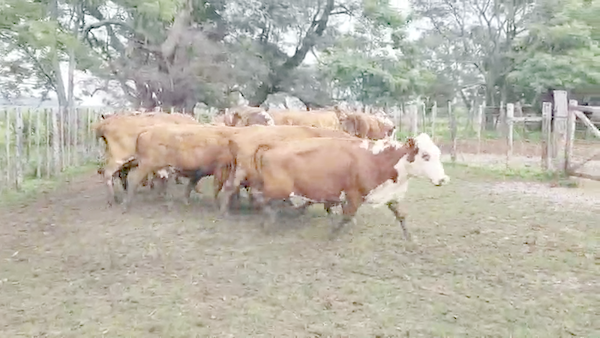 Lote 23 Vacas CUT preñadas en Ituzaingó, Corrientes