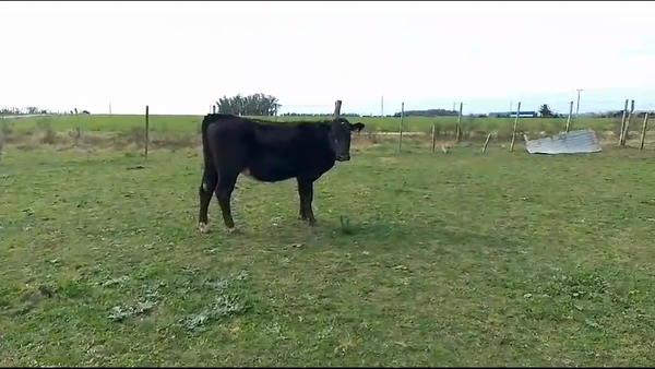 Lote Vaquillonas  Holando a remate en Aniversario 115 Años - Camy 350kg -  en Picada Varela