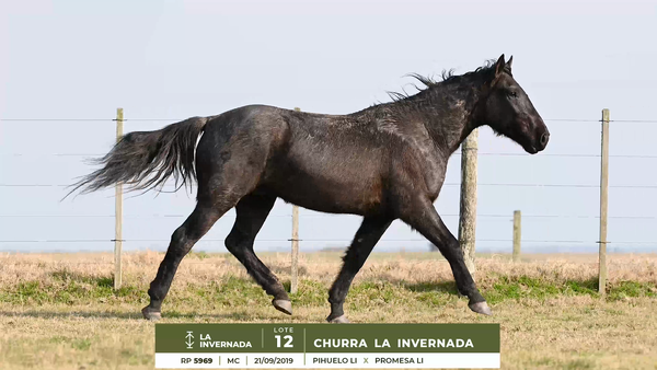 Lote CHURRA LA INVERNADA