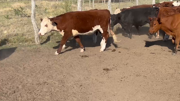 Lote 60 Novillitos en Maciá, Entre Ríos