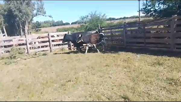 Lote vacas hol 3