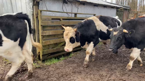 Lote 27 Novillo Engorda en Río Bueno, XIV Región Los Ríos