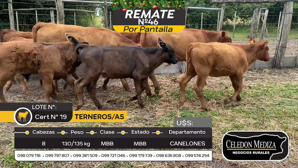 Lote 8 Terneros y Terneras en Canelones, Canelones