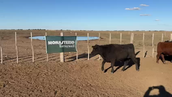 Lote 65 Novillitos EN TRENEL LA PAMPA