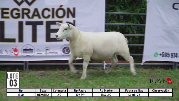 Lote LOTE 3