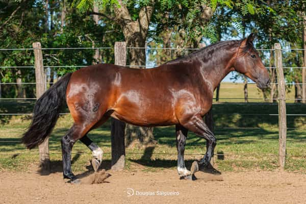 Lote LIBELULA DE LA COLINA