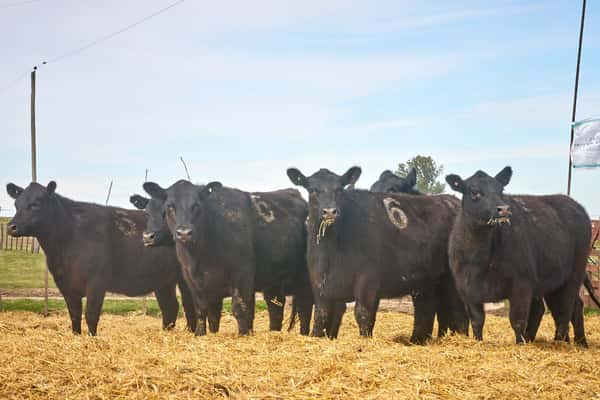 Lote "TRES MOLINOS"  Vaquillas MAS Preñadas