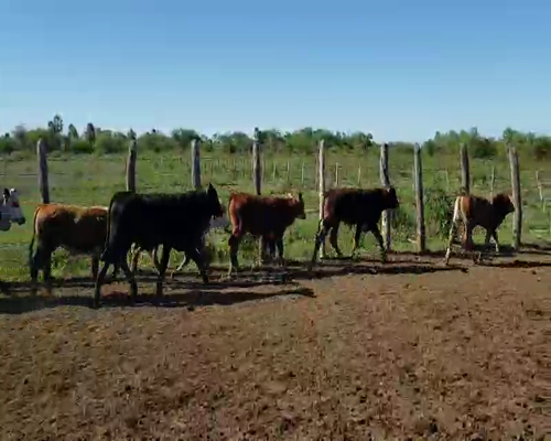 Lote 120 Terneros en San Luis del Palmar, Corrientes