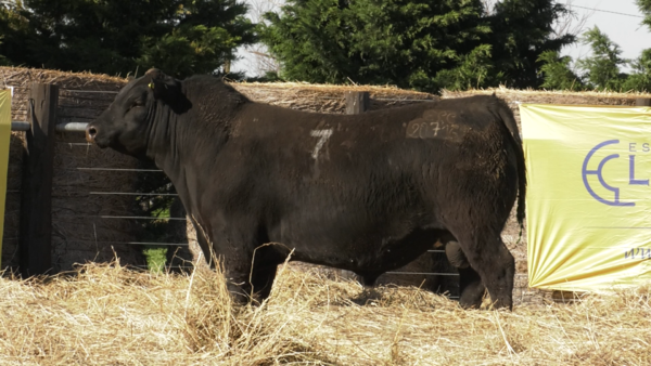 Lote TOROS ANGUS PURO CONTROLADO