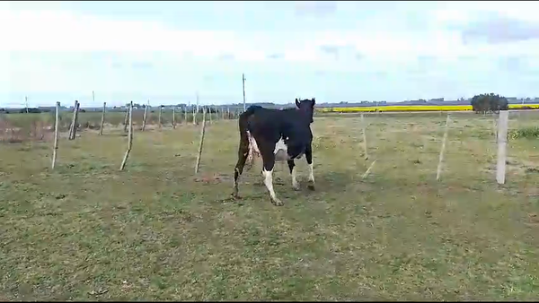 Lote Vaquillonas  Holando a remate en Aniversario 115 Años - Camy 450kg -  en Picada Varela