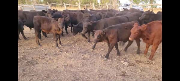 Lote 32 Terneros/as en Villaguay, Entre Ríos