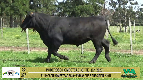 Lote Toros Angus a remate en Cabaña La Poderosa, Florida