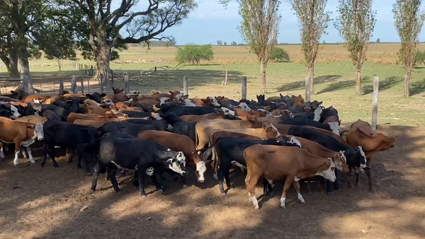 Lote 110 Terneros en Esquina, Corrientes