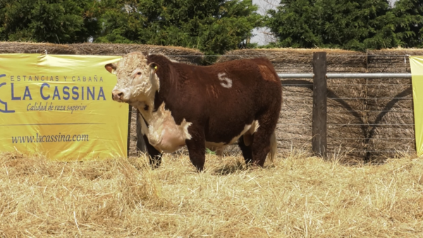 Lote TOROS P. HEREFORD PURO REGISTRADO