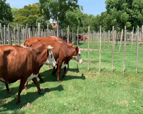 Lote 4 Vacas de Invernada en Melo, Cerro Largo