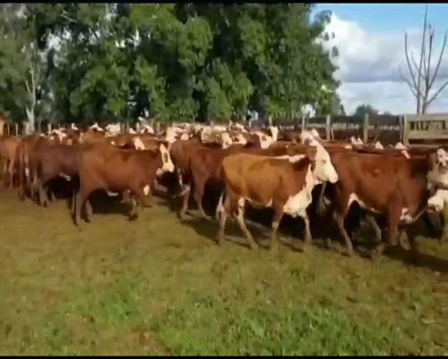 Lote 77 Vaquillonas P/ entorar en Ituzaingó, Corrientes