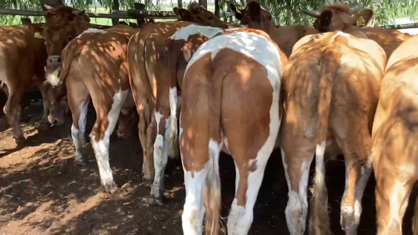 Lote 20 Novillo Engorda en María Pinto, Región Metropolitana