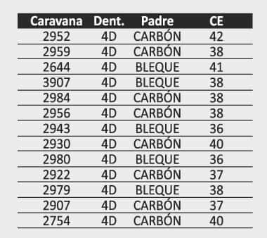 Lote 15 Toros Aberdeen Angus