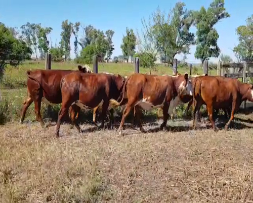 Lote 50 Vacas nuevas en San Justo, Santa Fe