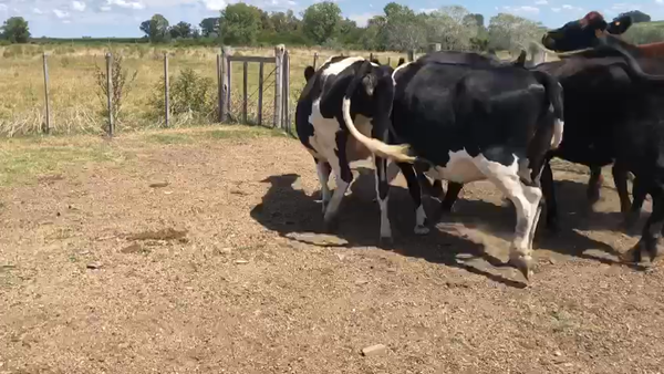 Lote 6 vacas holando y cruza