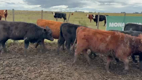 Lote 70 Terneras en Buenos Aires, Azul